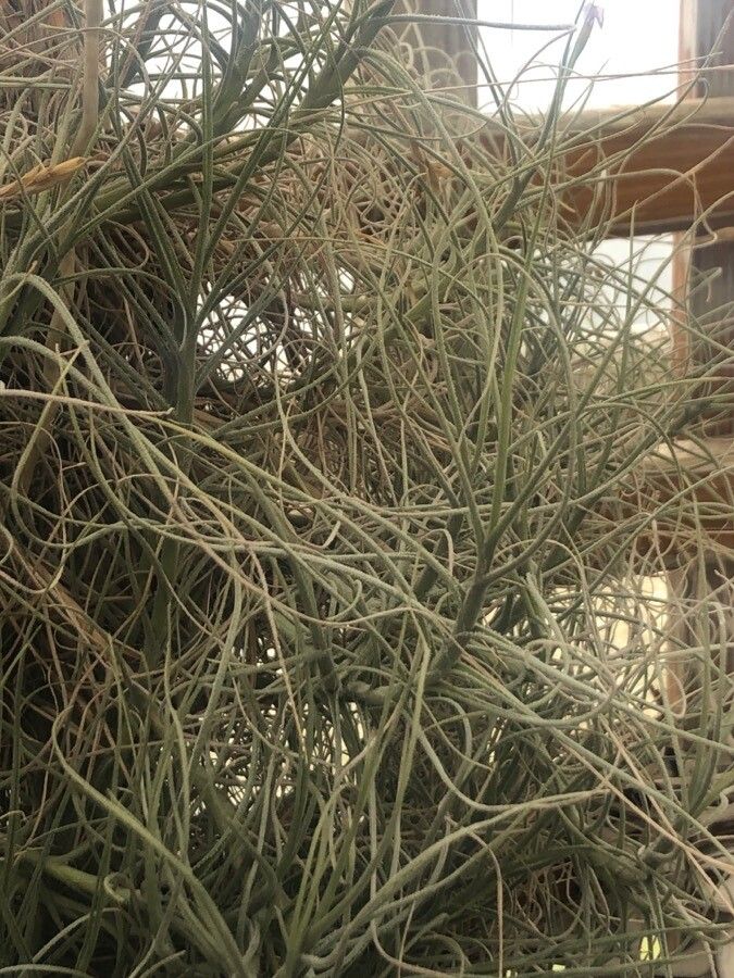 Tillandsia mallemontii — houseplant care guide