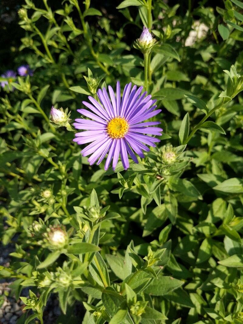 Aster × frikartii flower