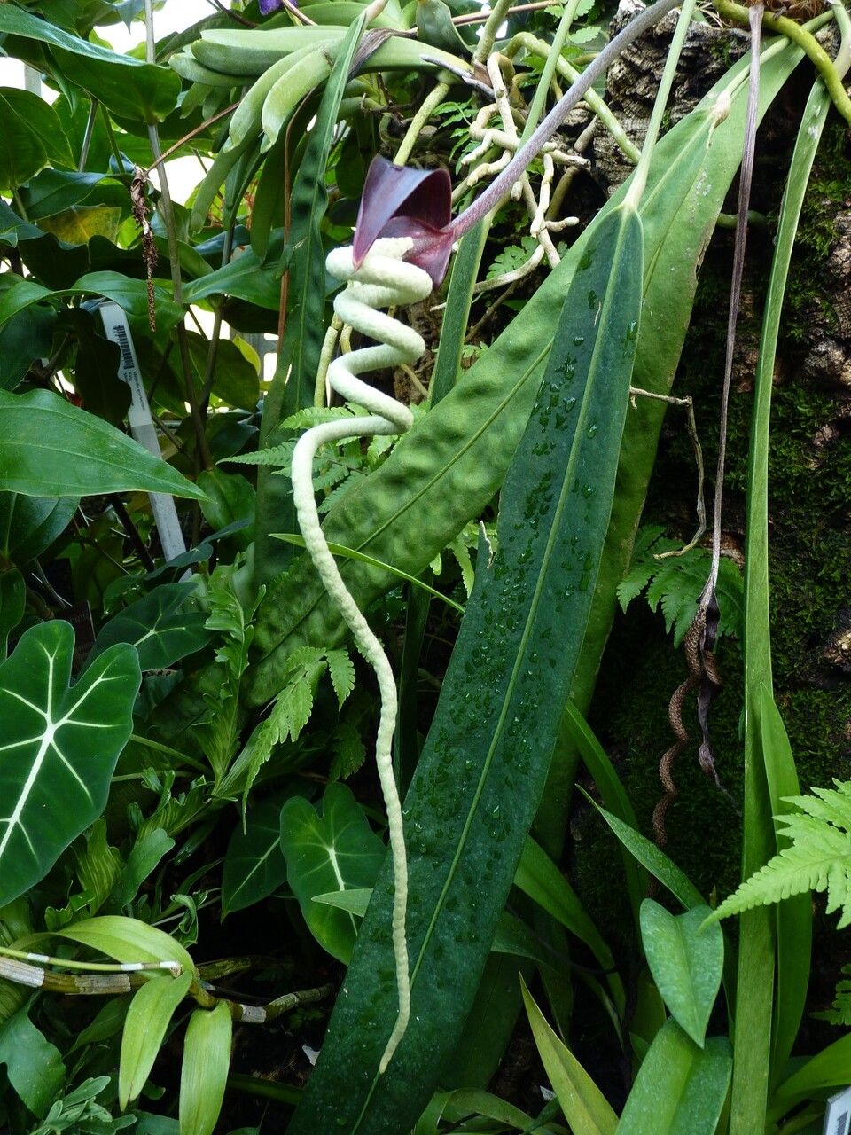 Anthurium wendlingeri flower