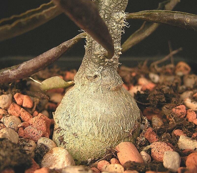 Euphorbia waringiae — houseplant care guide