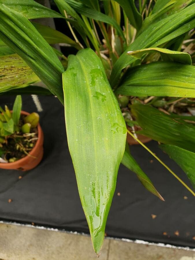 Dendrochilum cobbianum leaf