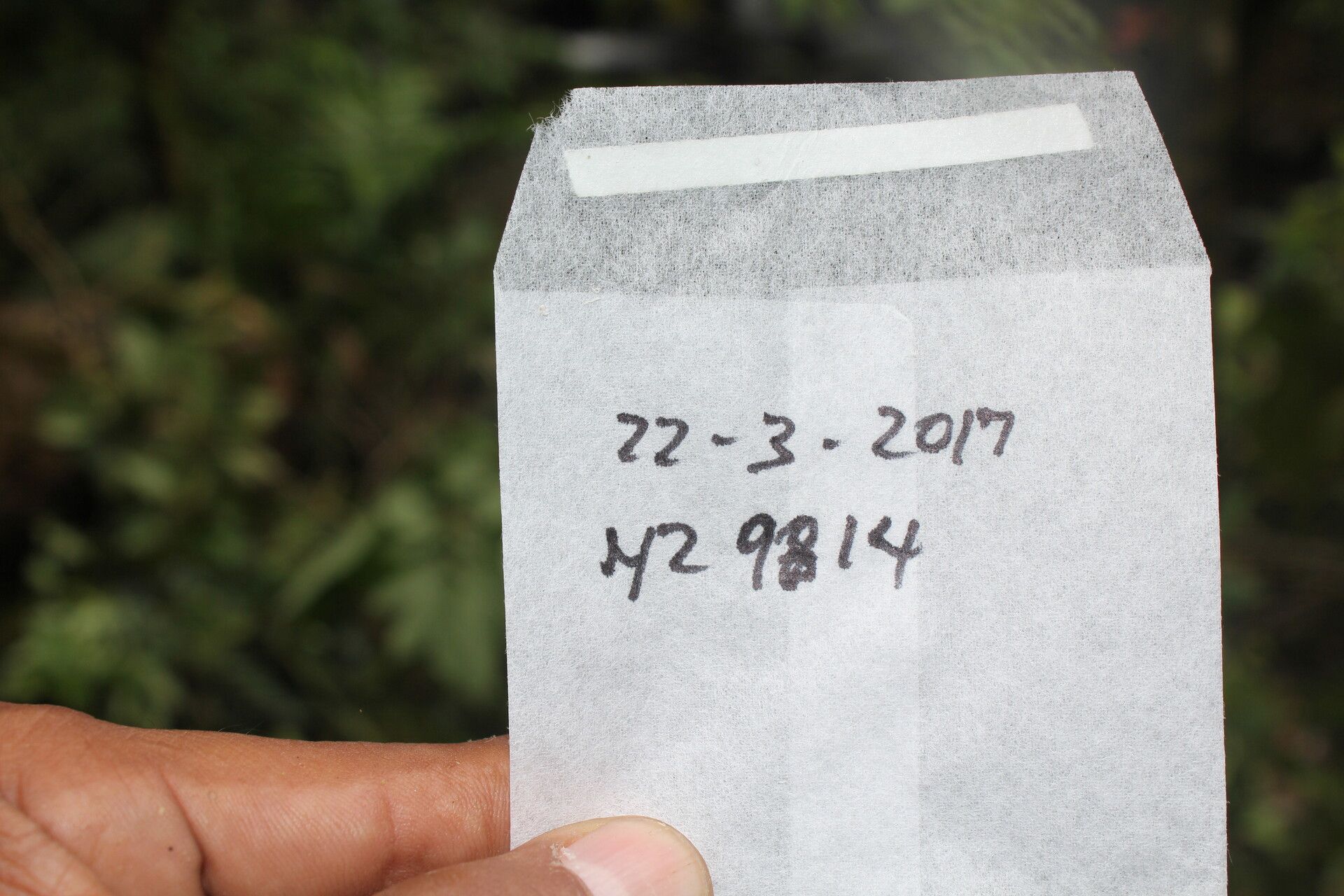 Arachnothryx costaricensis other