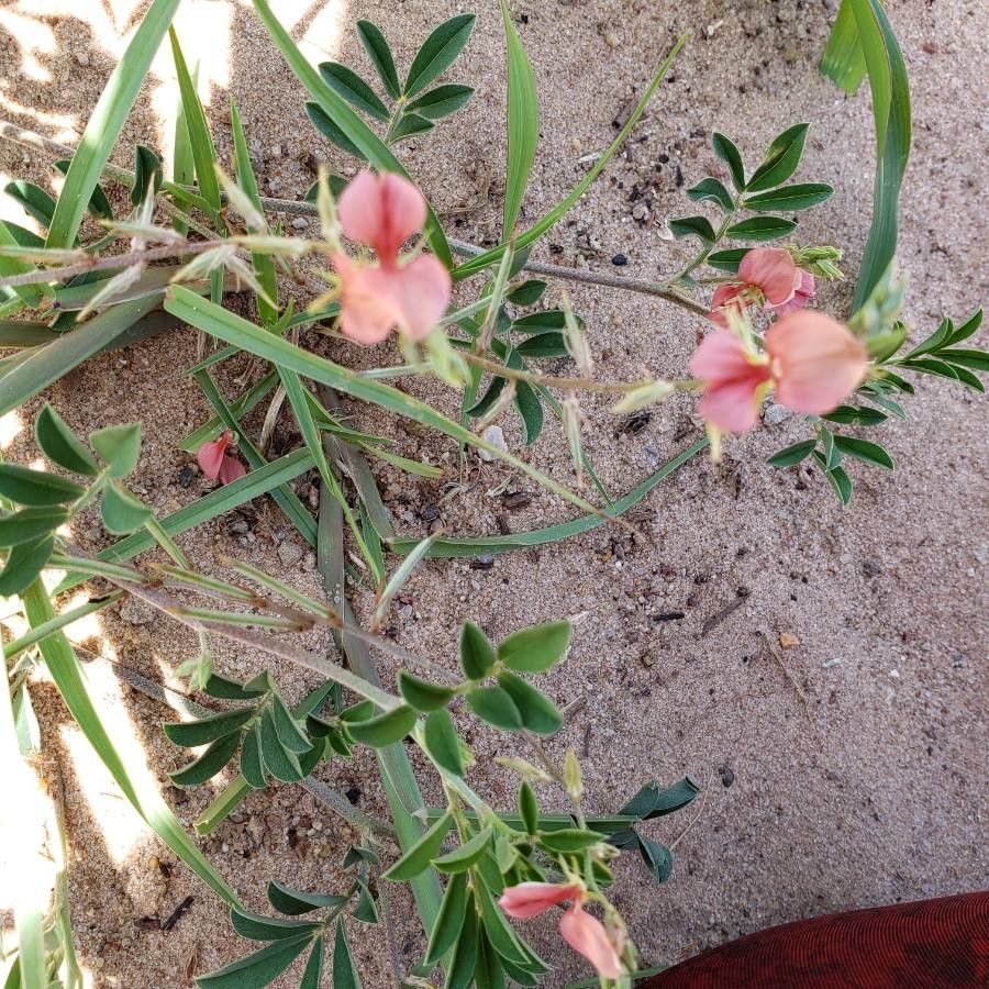 Indigofera miniata bark