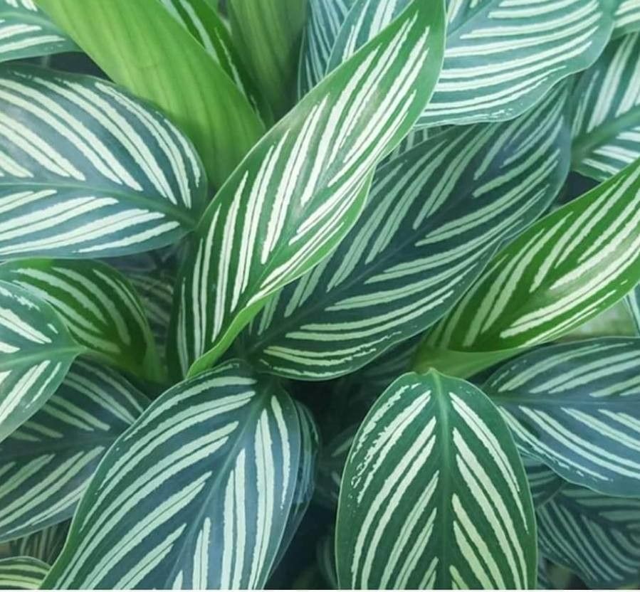 Calathea elliptica leaf