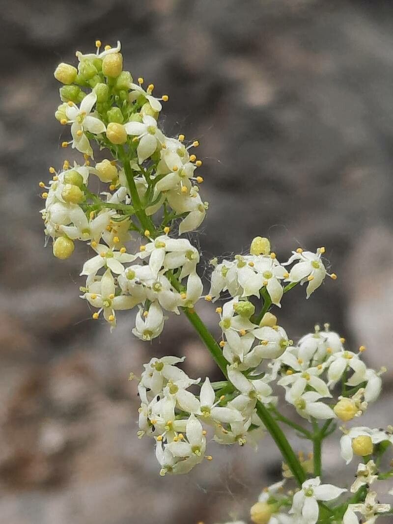 Galium timeroyi flower