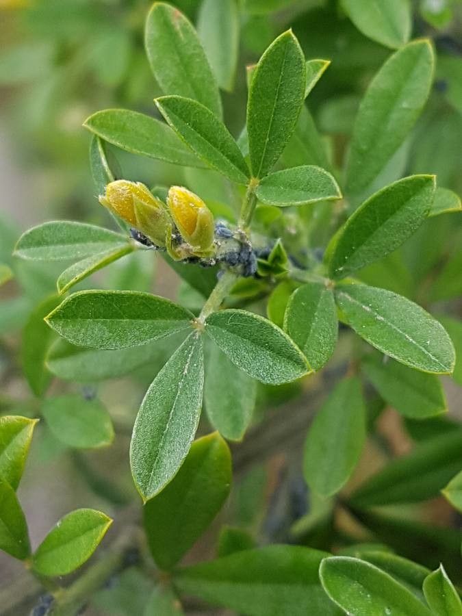 Cytisus villosus — search result for 'Cytisus'