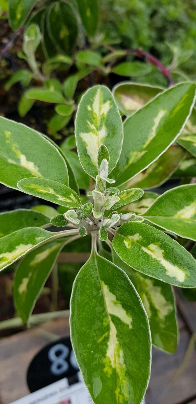 Brachyglottis compacta — related species from the same genus