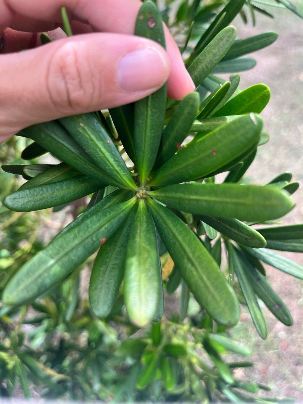 Podocarpus polystachyus — search result for 'Podocarpus'