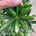 Podocarpus polystachyus