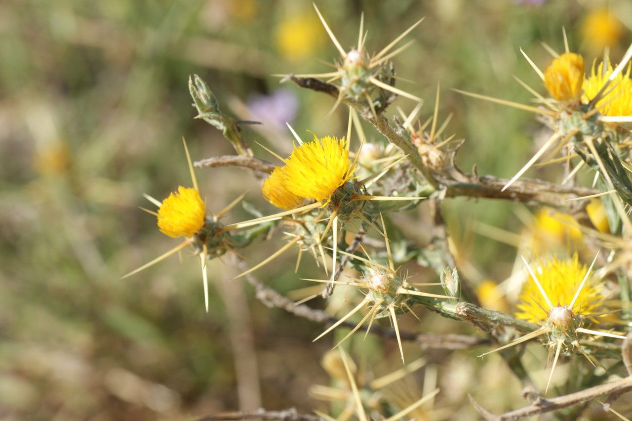 Centaurea solstitialis flower