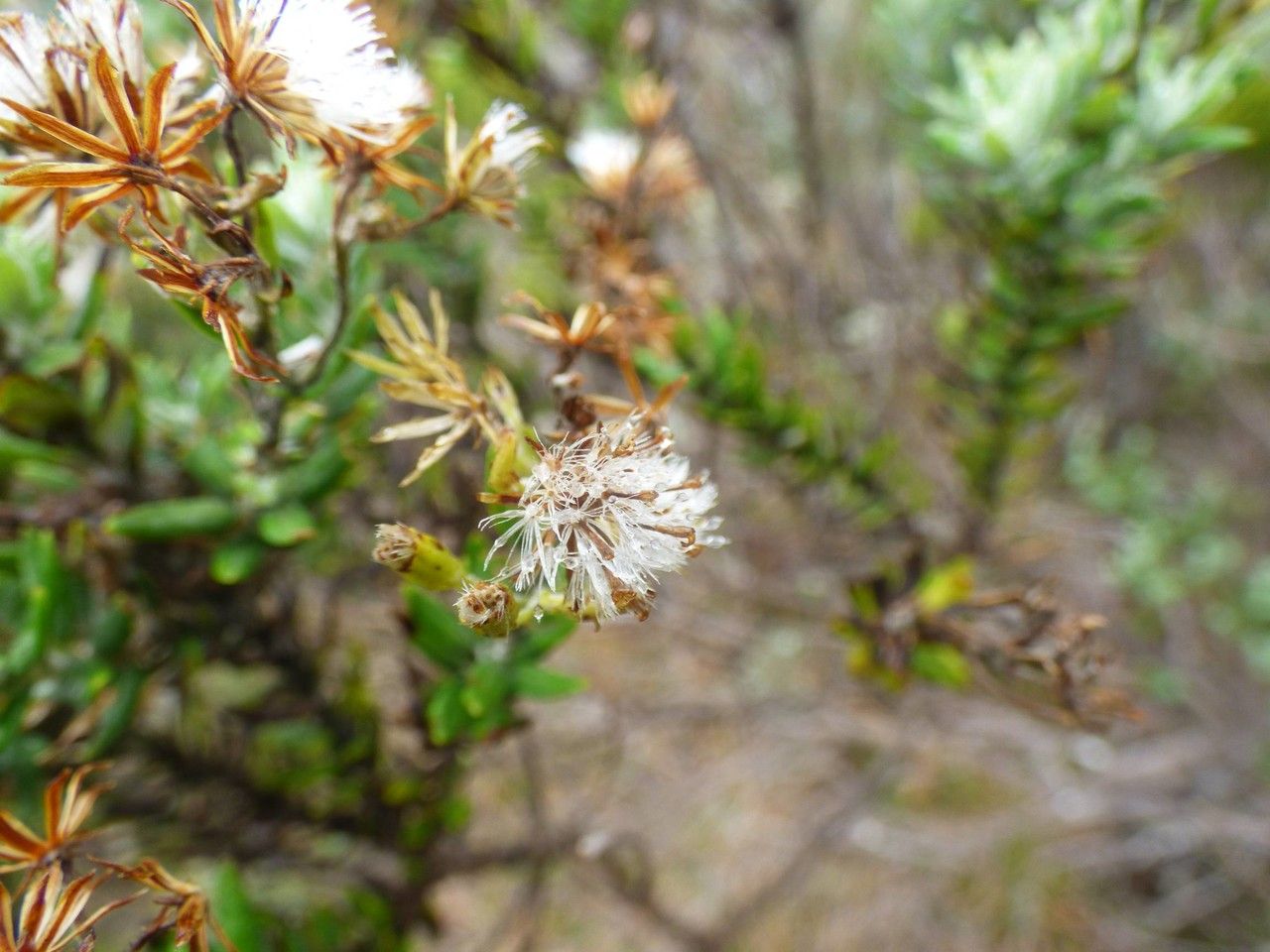 Hubertia tomentosa fruit