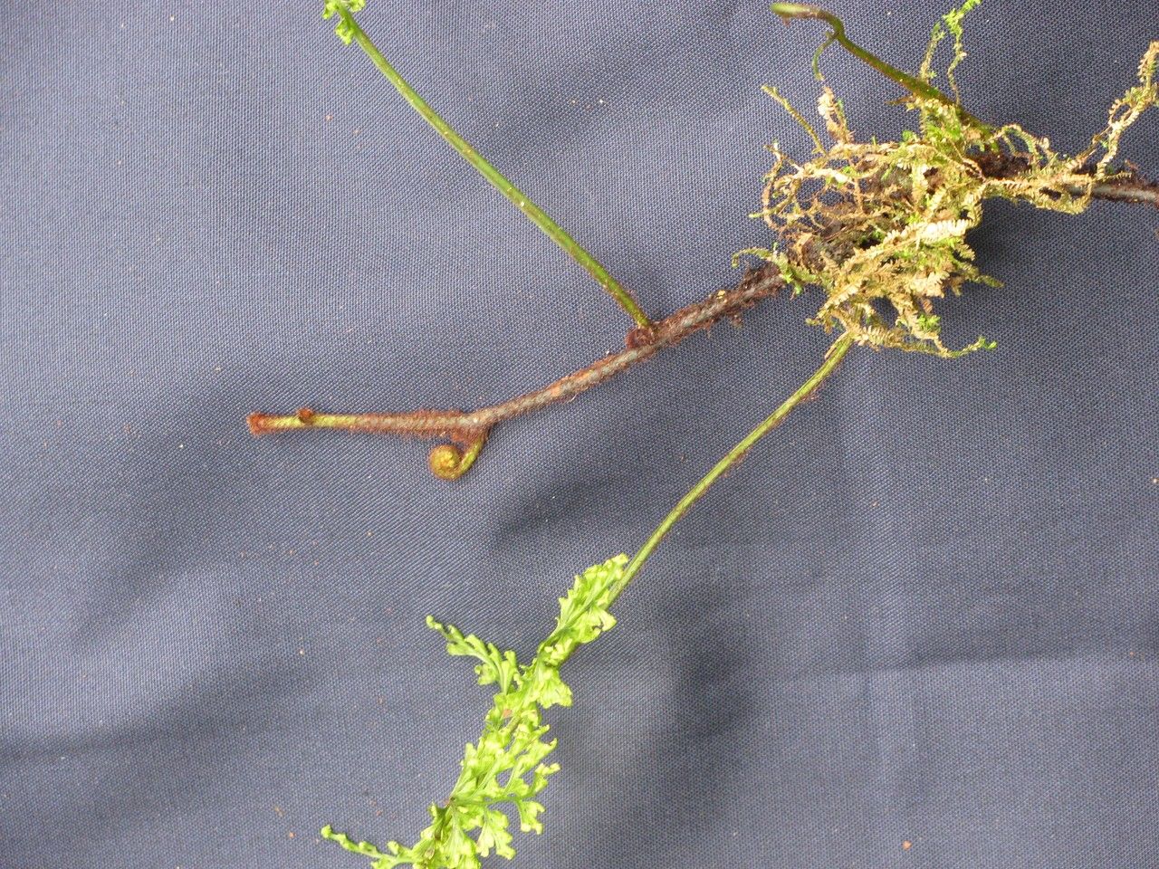 Trichomanes radicans other