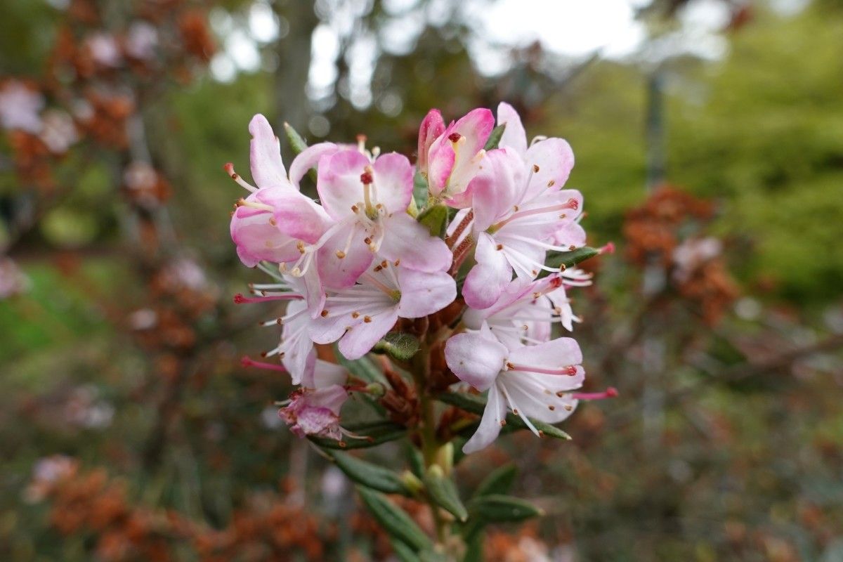 Rhododendron pubescens flower