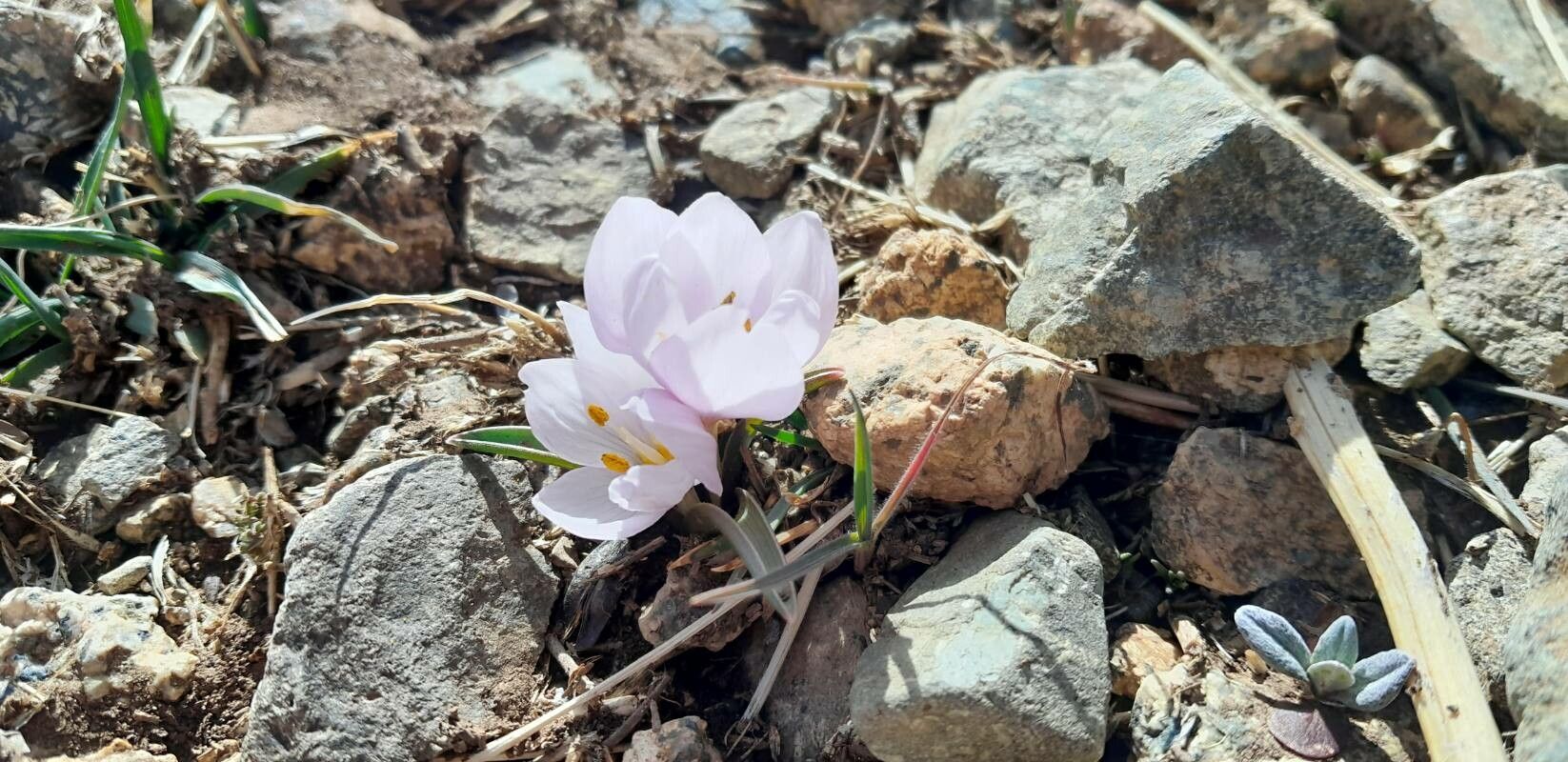 Colchicum triphyllum flower