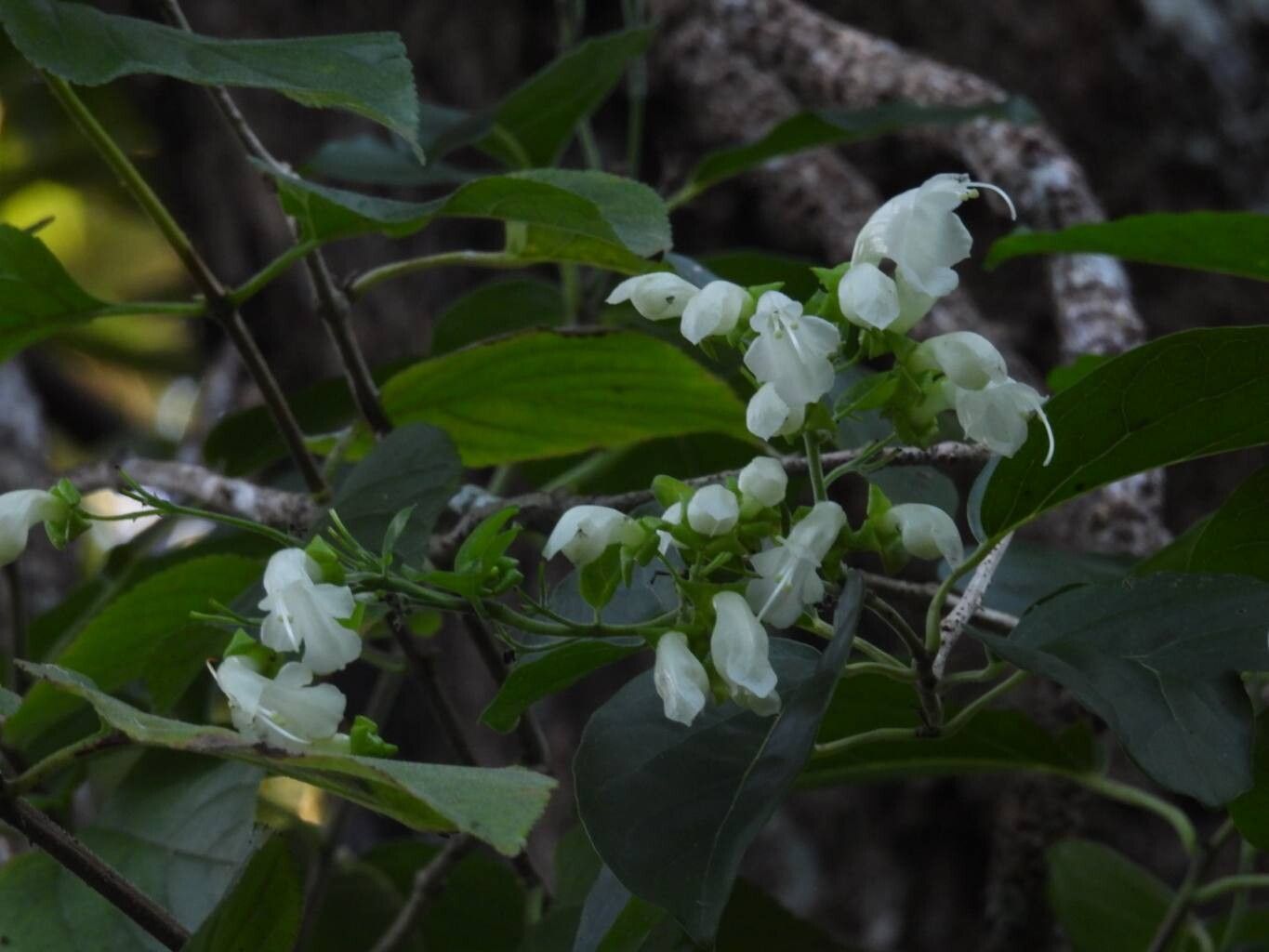 Oxera balansae flower