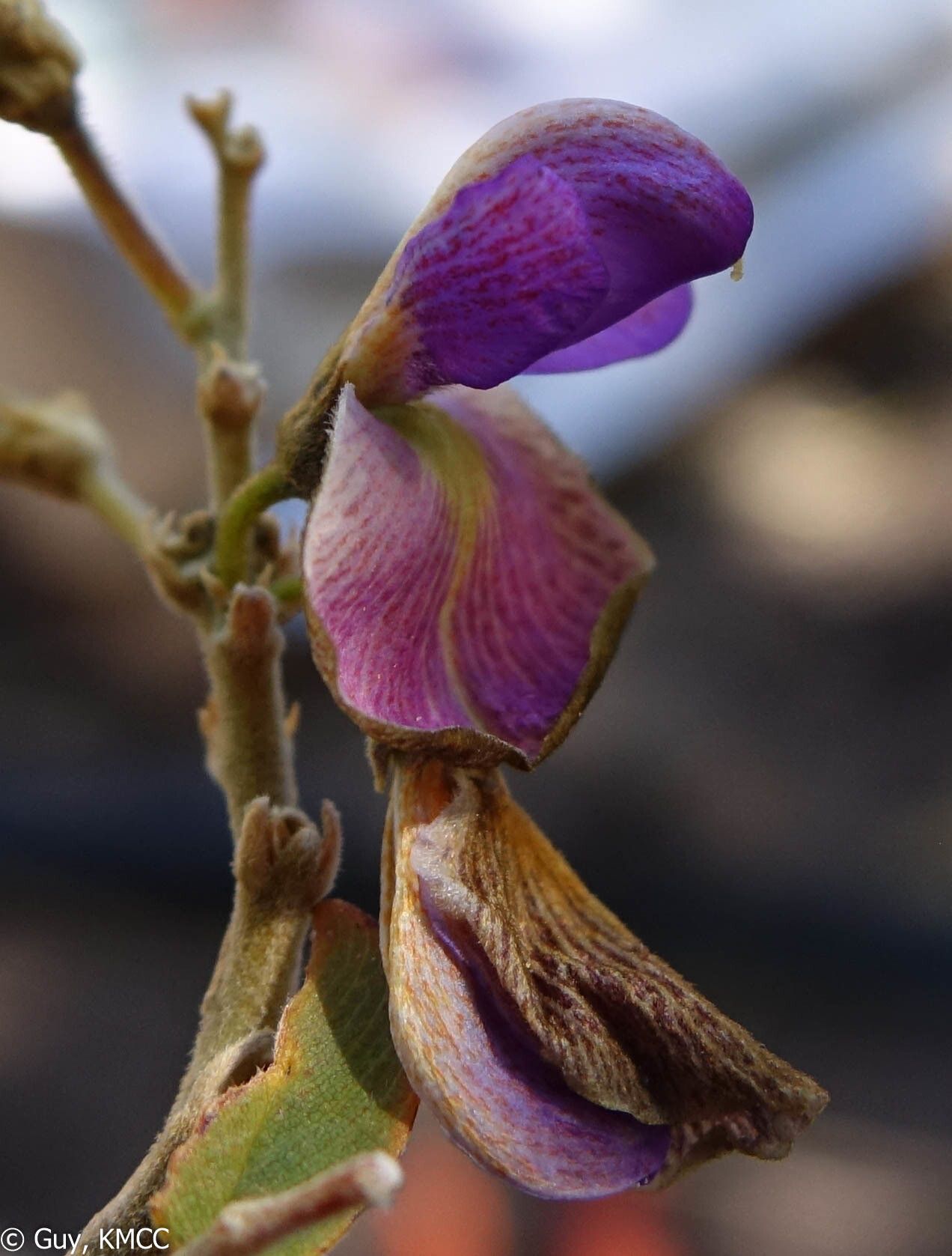 Mundulea anceps flower