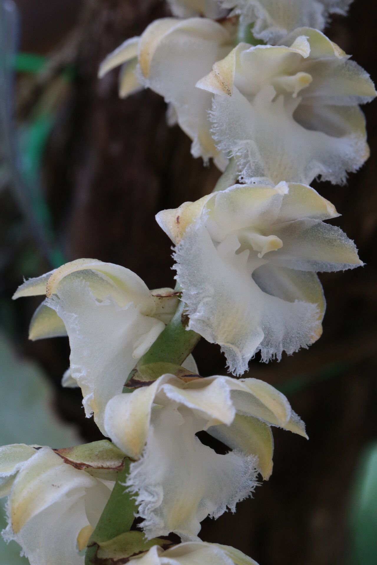 Diaphananthe pellucida — houseplant care guide