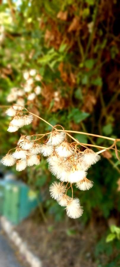 Senecio bayonnensis flower