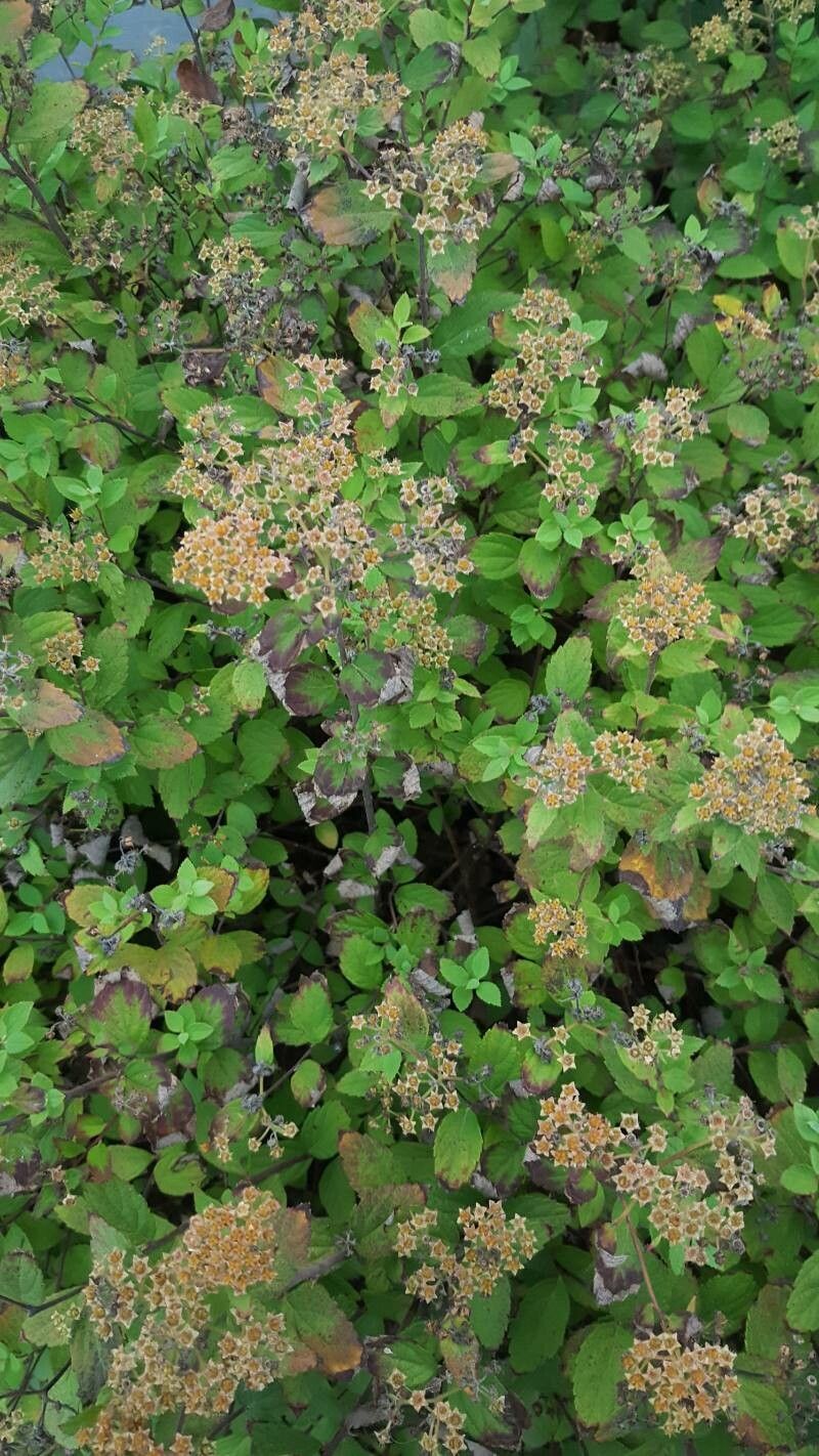 Spiraea betulifolia fruit