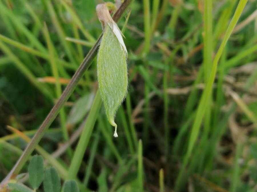 Vicia hybrida fruit