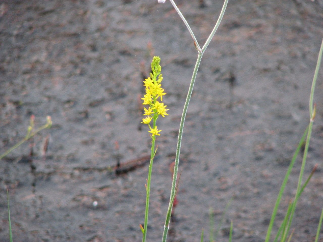 Narthecium americanum — search result for 'Juncus'