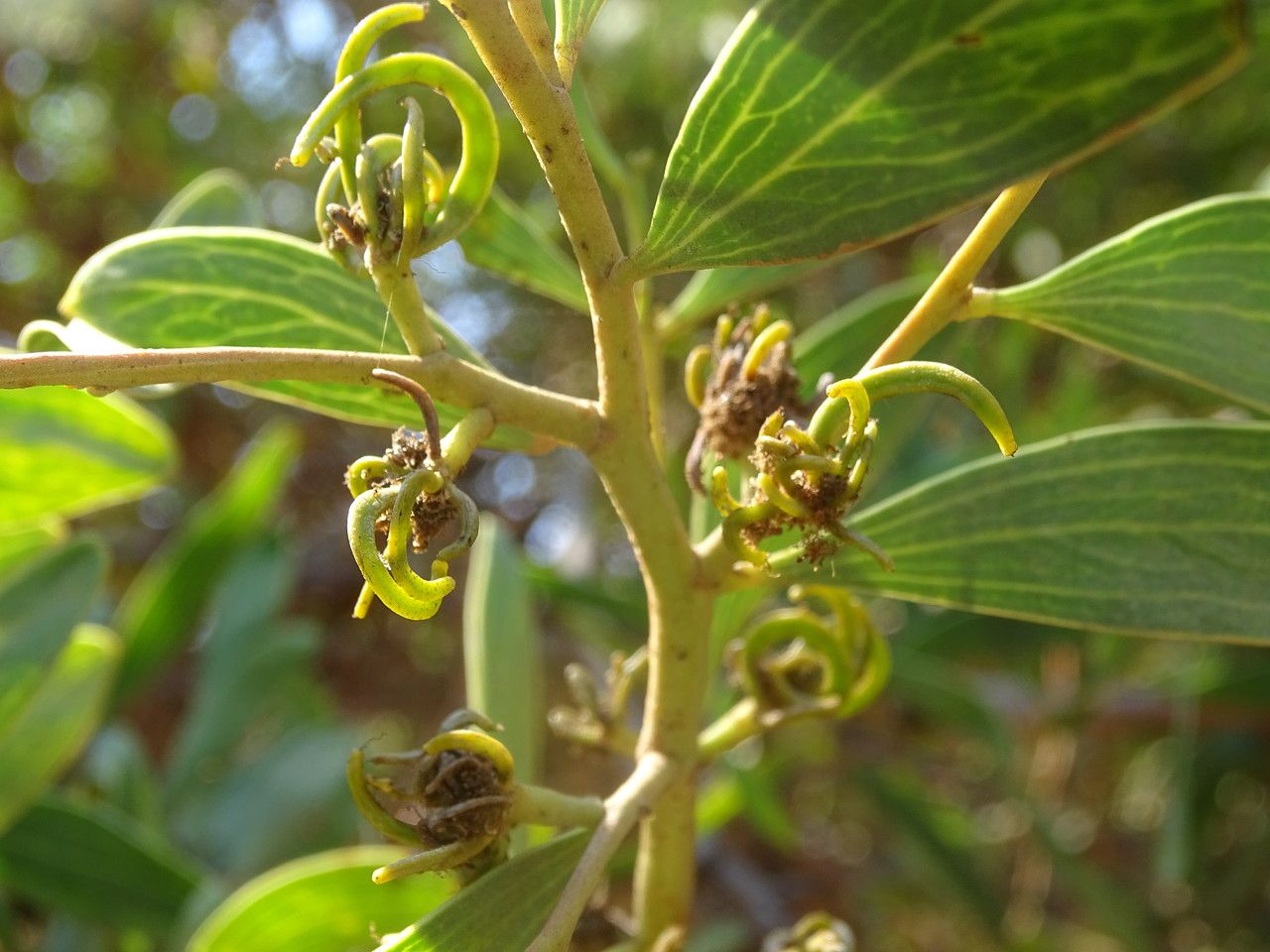 Acacia melanoxylon fruit