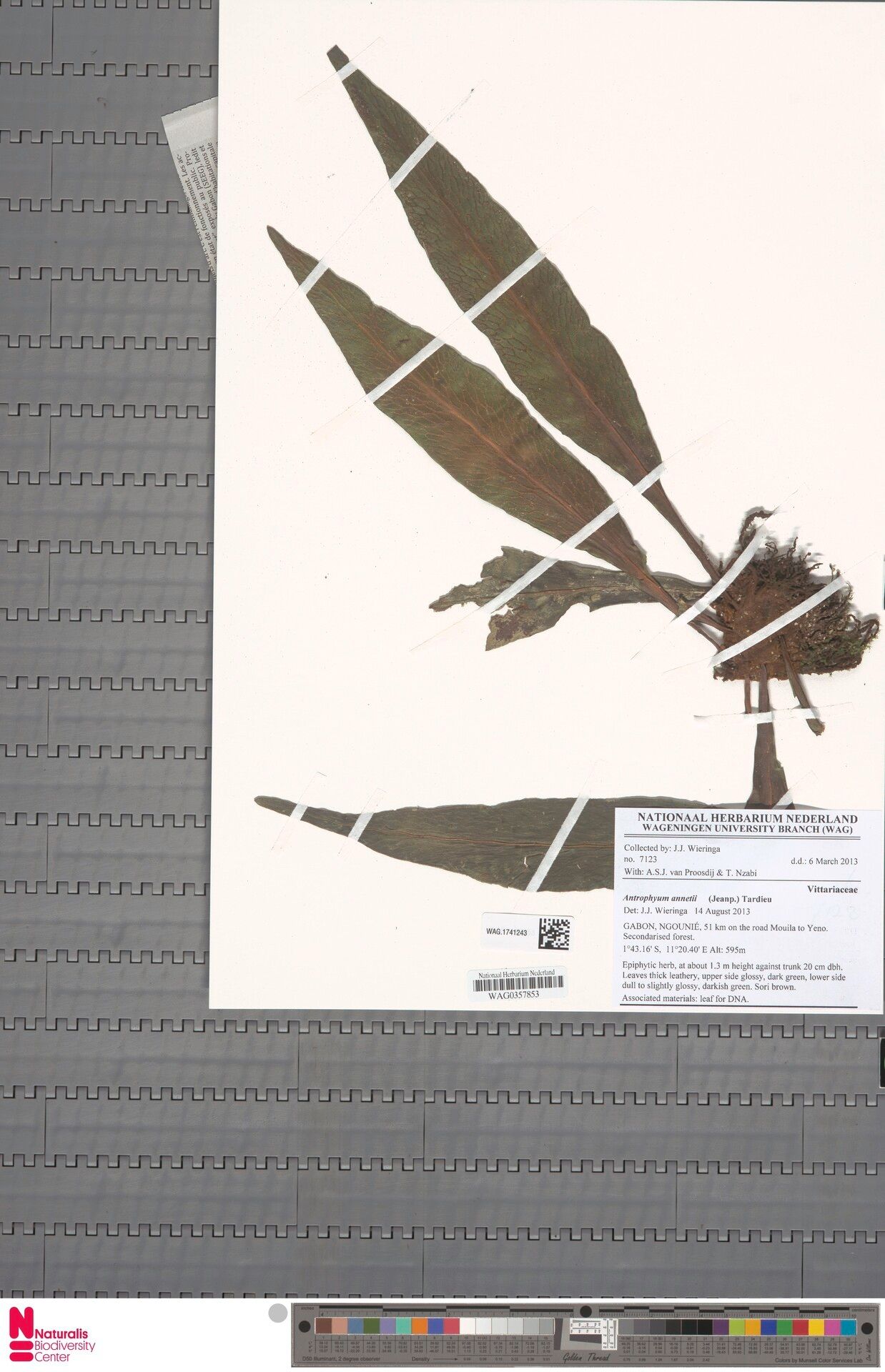 Antrophyum annetii — related species from the same genus