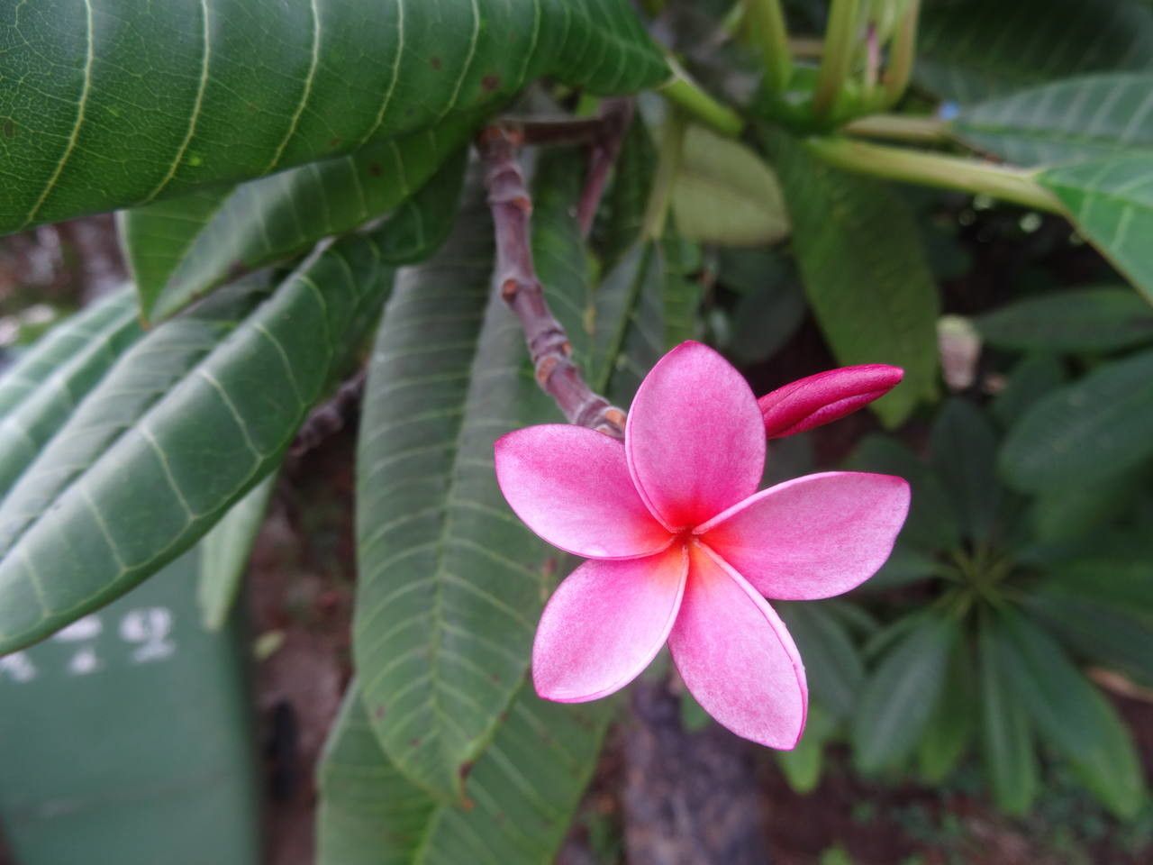 Plumeria spp. flower
