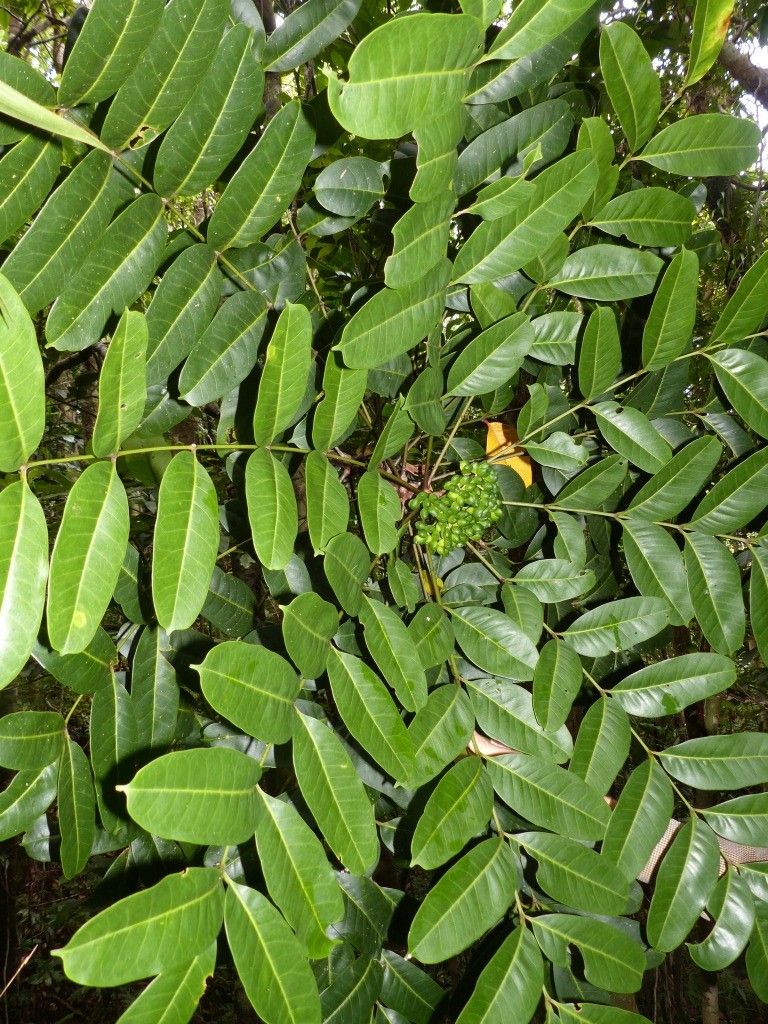 Zanthoxylum albiflorum — search result for 'Zanthoxylum'