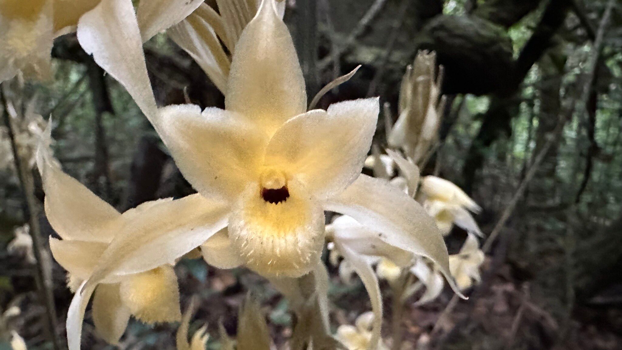 Eulophia galeoloides flower