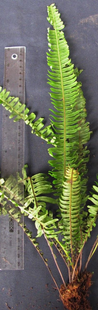 Pecluma consimilis other