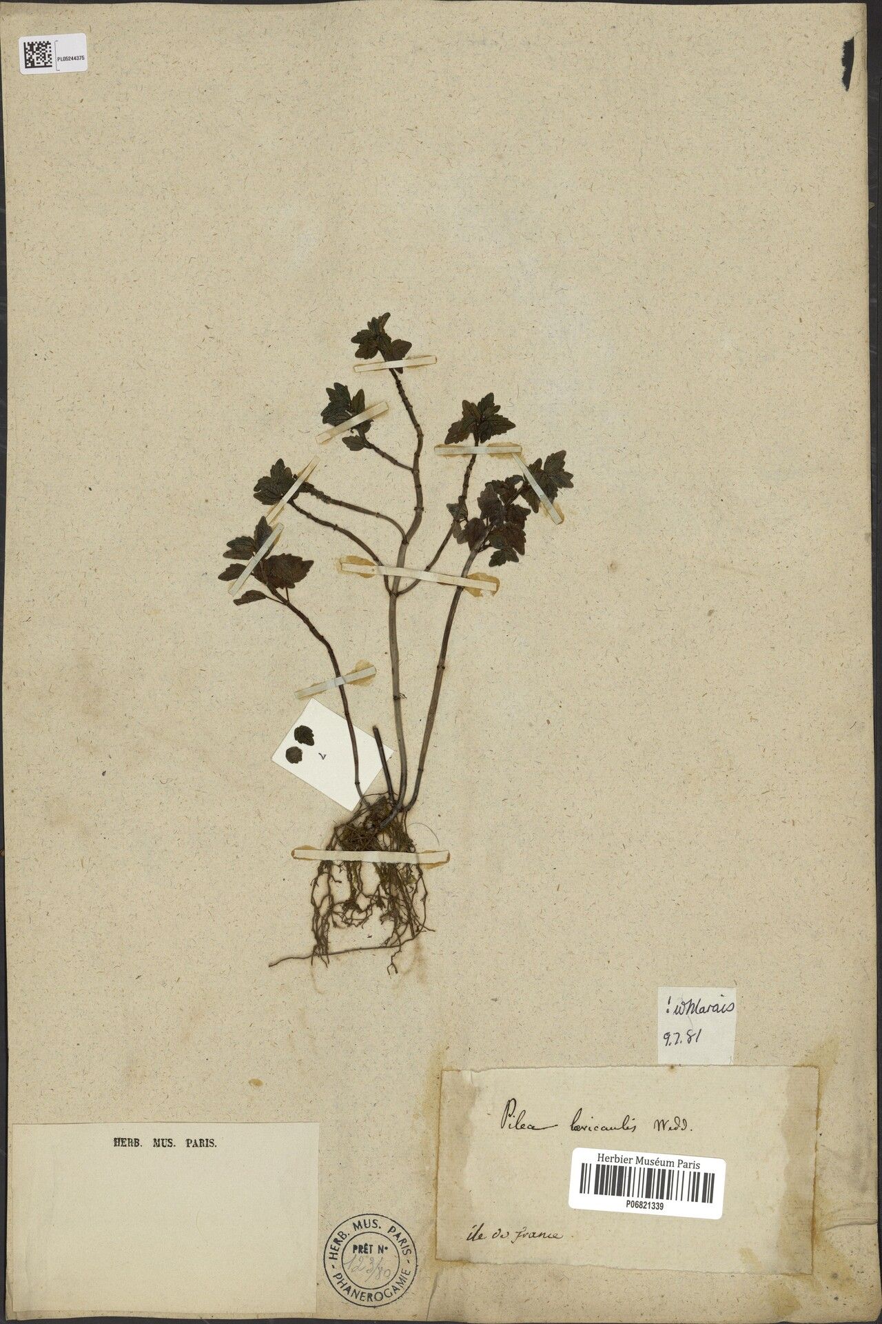 Pilea laevicaulis — search result for 'Pilea'