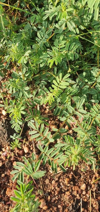 Indigofera brevicalyx — search result for 'Indigofera'