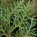 Platycladus orientalis