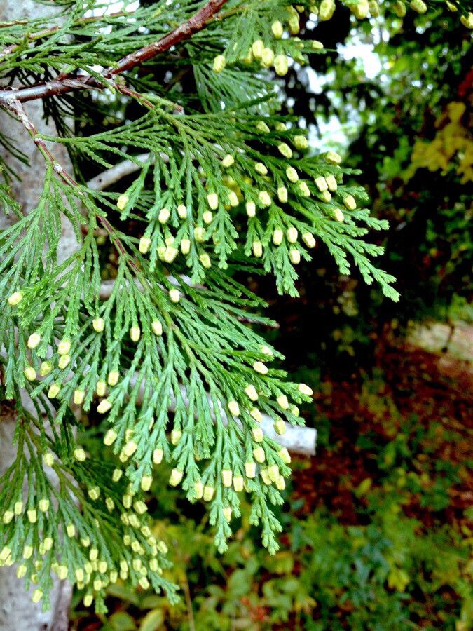 Calocedrus decurrens flower