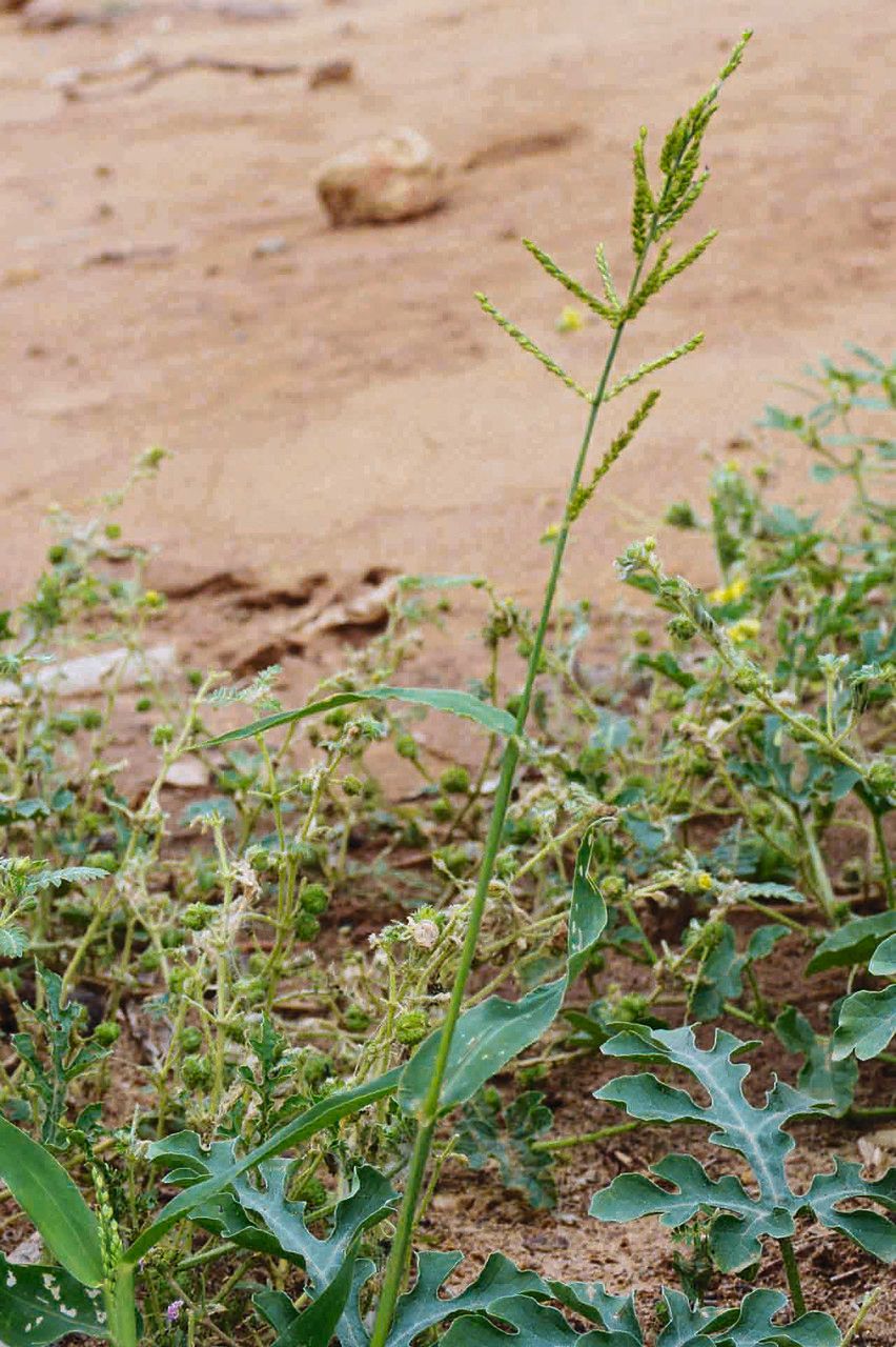 Brachiaria lata leaf