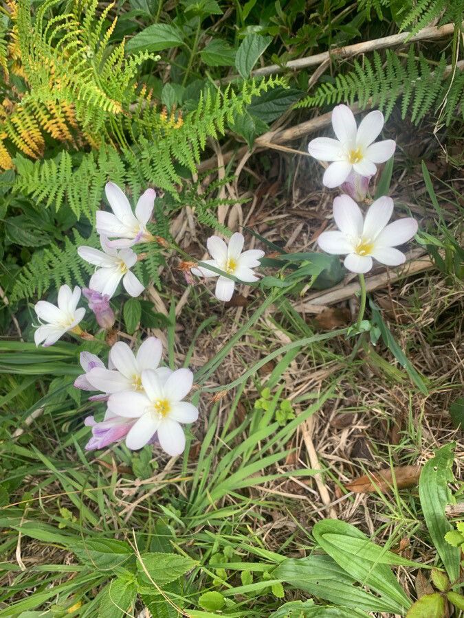 Sparaxis bulbifera flower