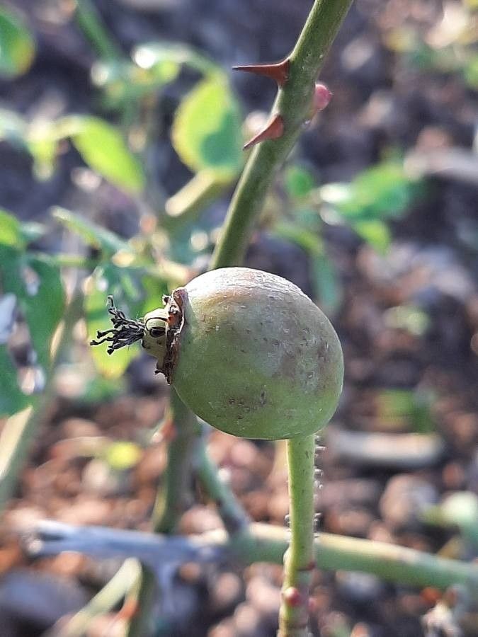 Rosa cinnamomea fruit