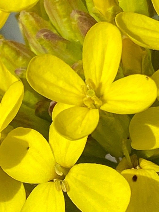Alyssoides utriculata flower