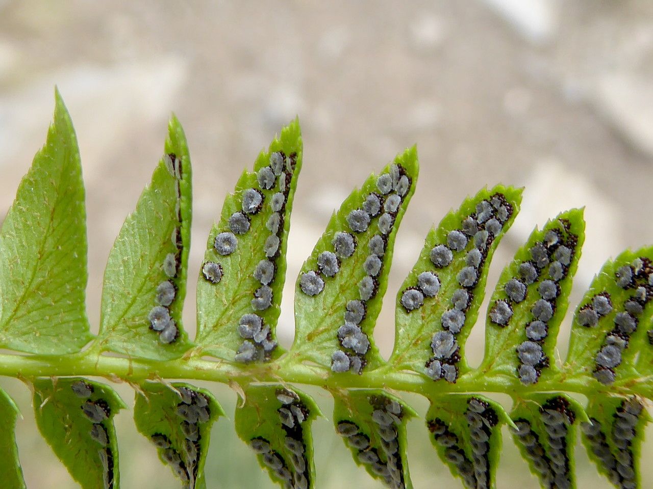Polystichum lonchitis fruit