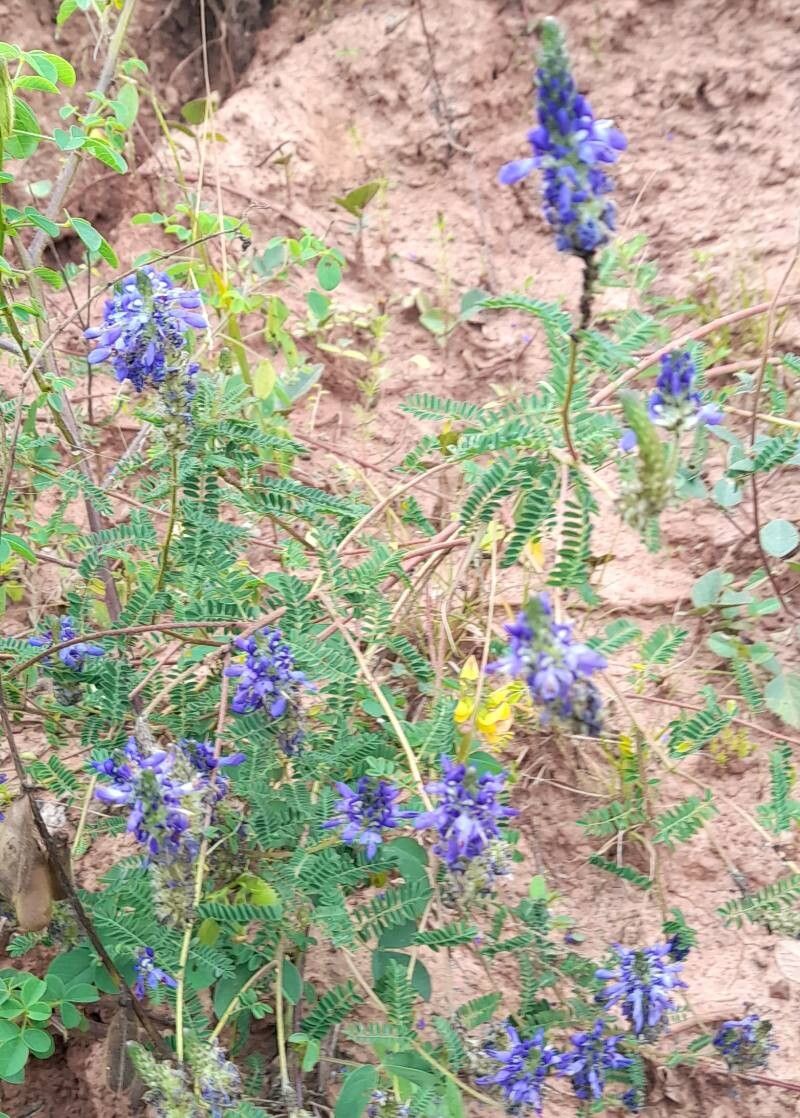 Dalea elegans habit