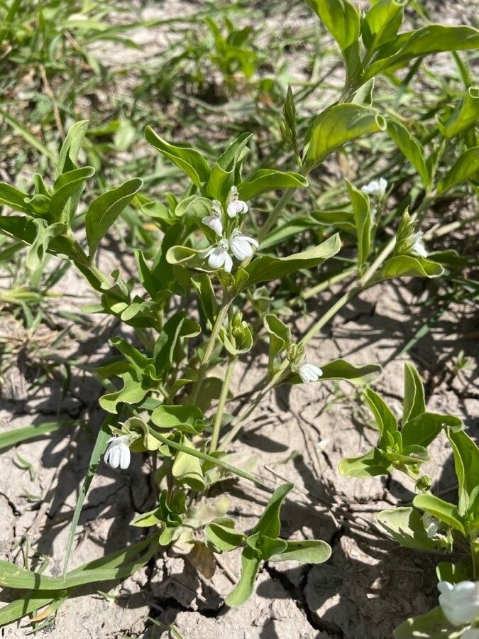 Justicia calyculata leaf
