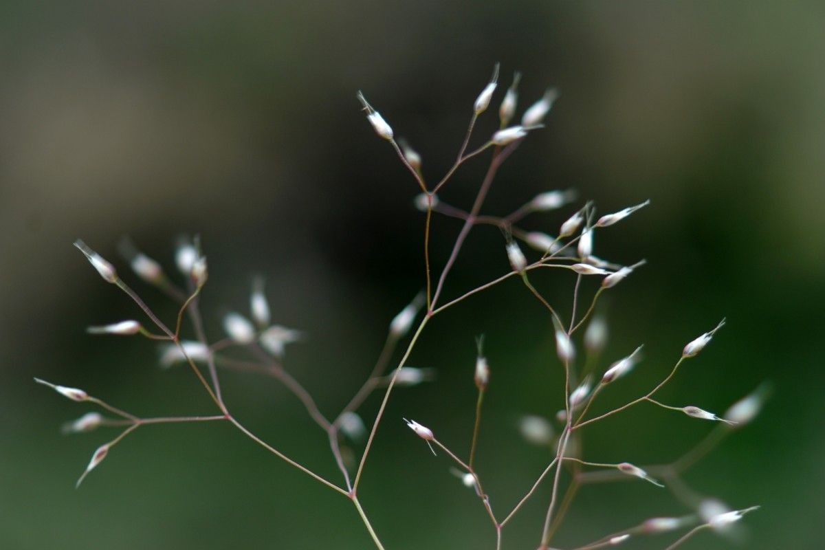 Aira cupaniana flower