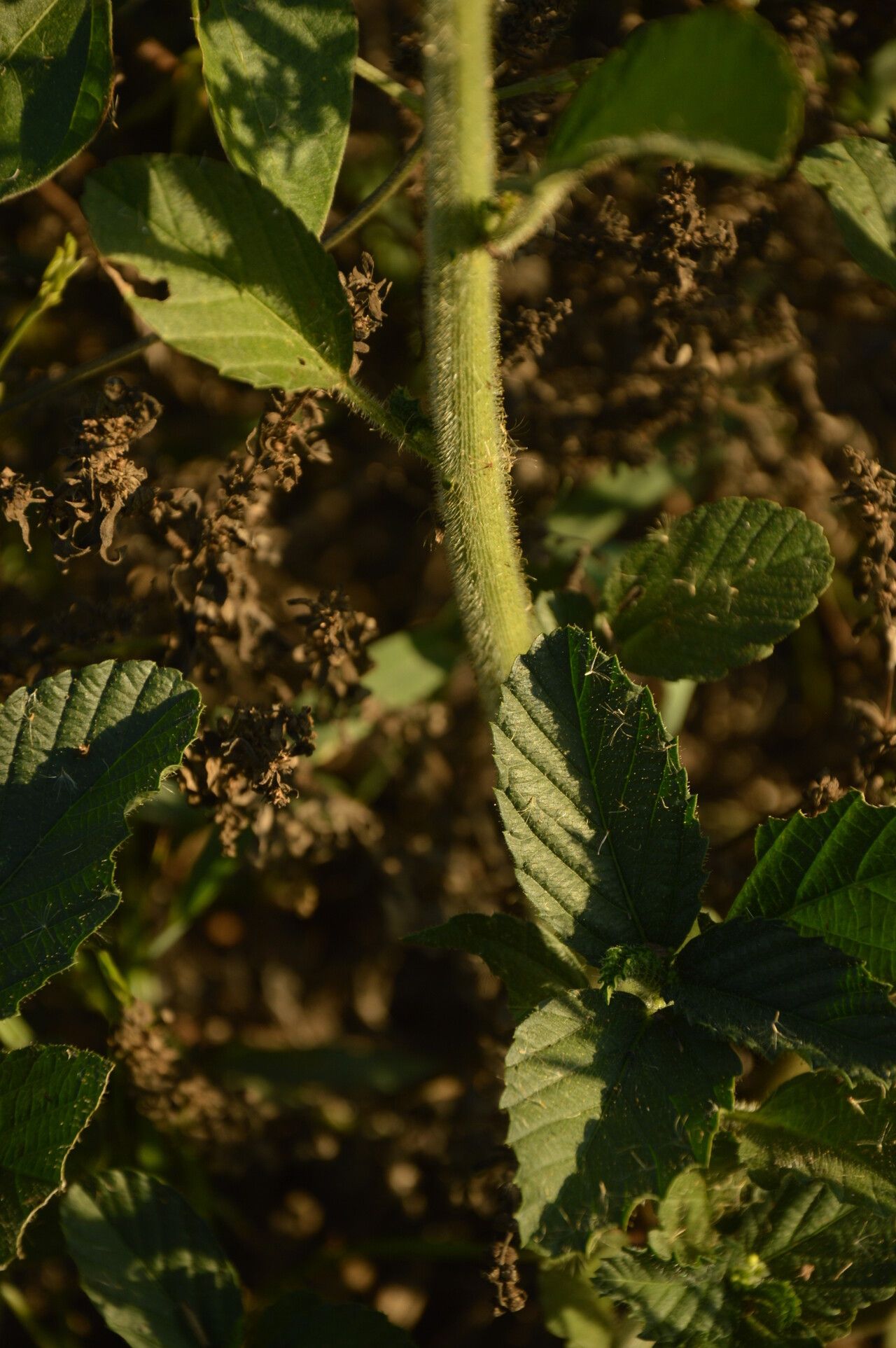 Caperonia castaneifolia bark