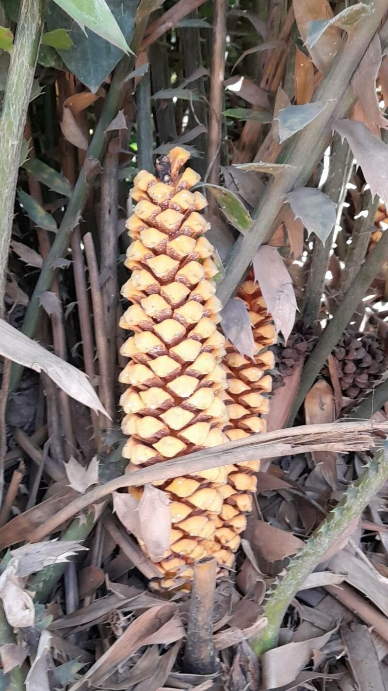 Encephalartos ferox fruit