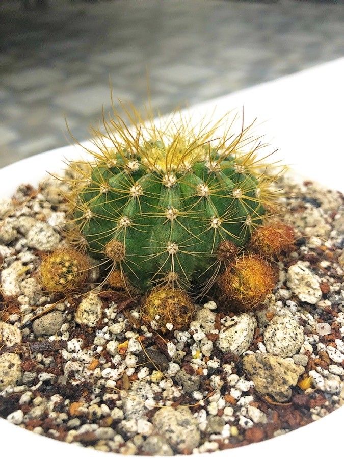 Coleocephalocereus aureus — houseplant care guide