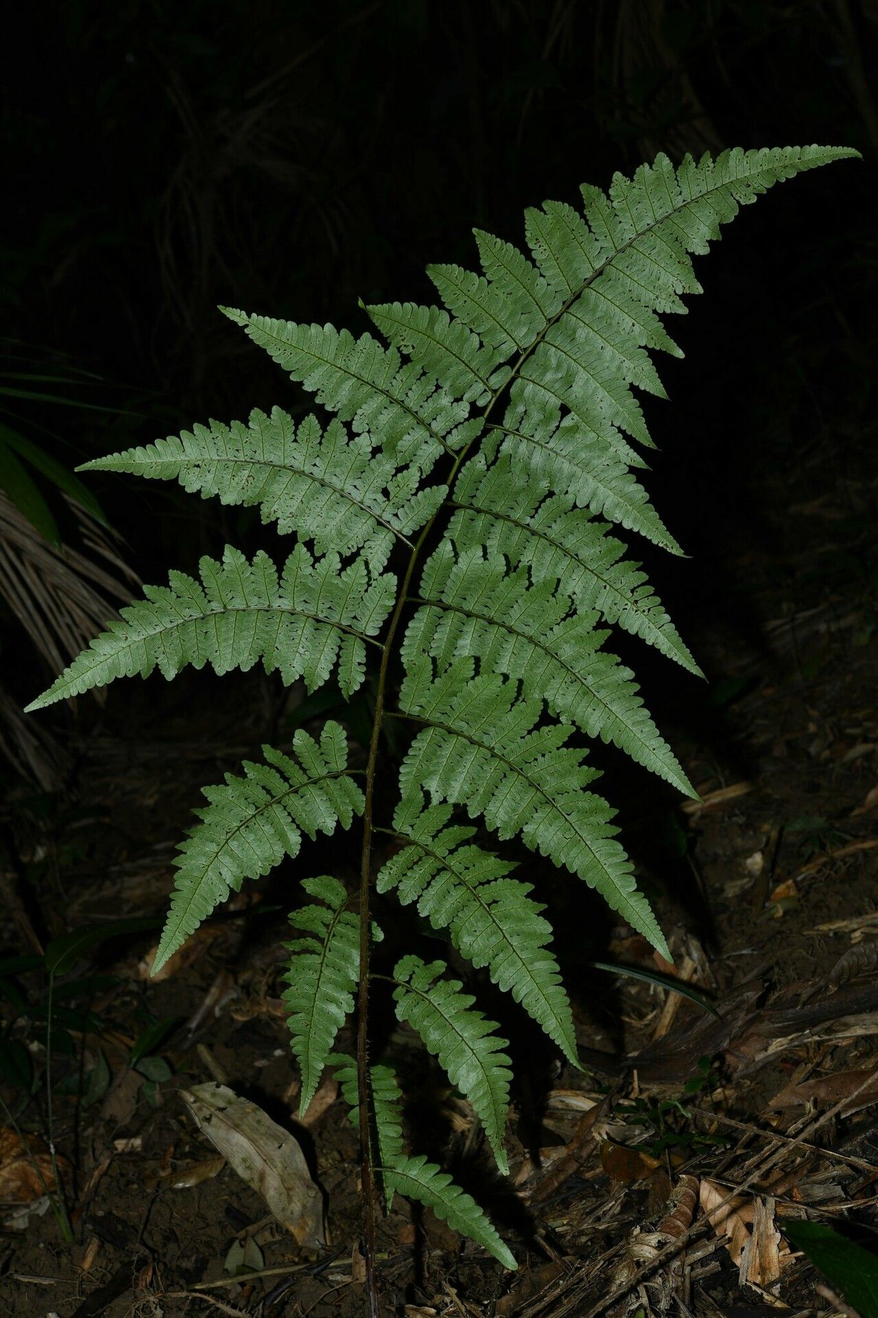 Cyathea cyatheoides habit