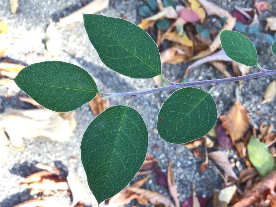 Cotoneaster granatensis — search result for 'Tunisia'