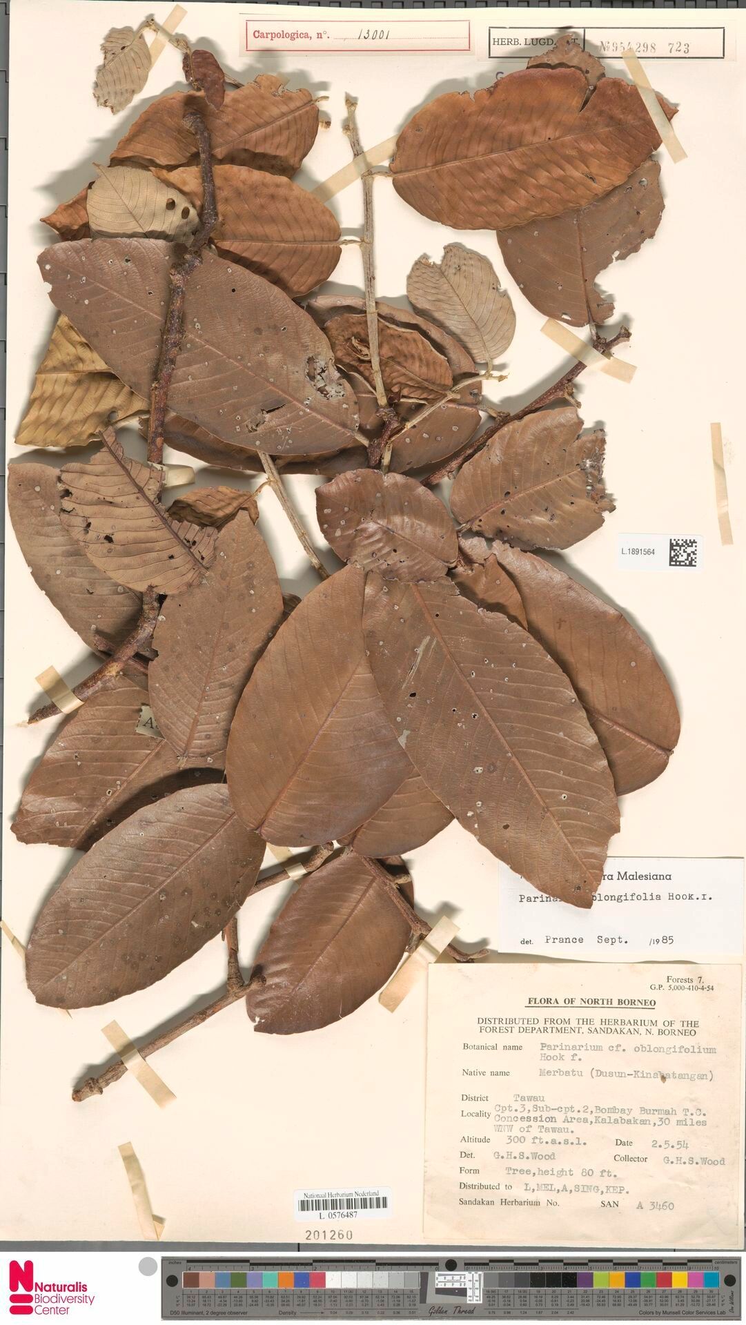 Parinari oblongifolia — houseplant care guide