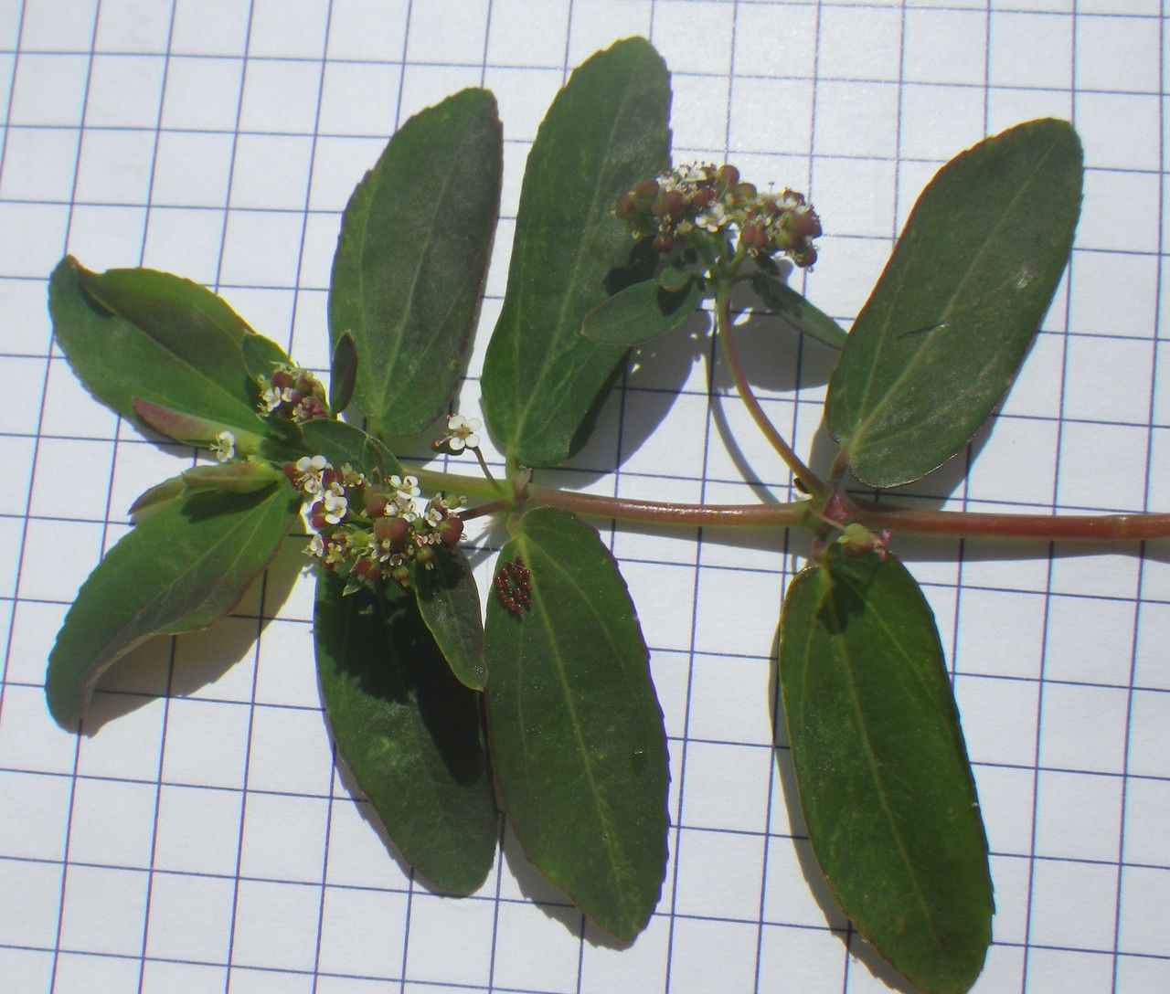 Euphorbia indica leaf